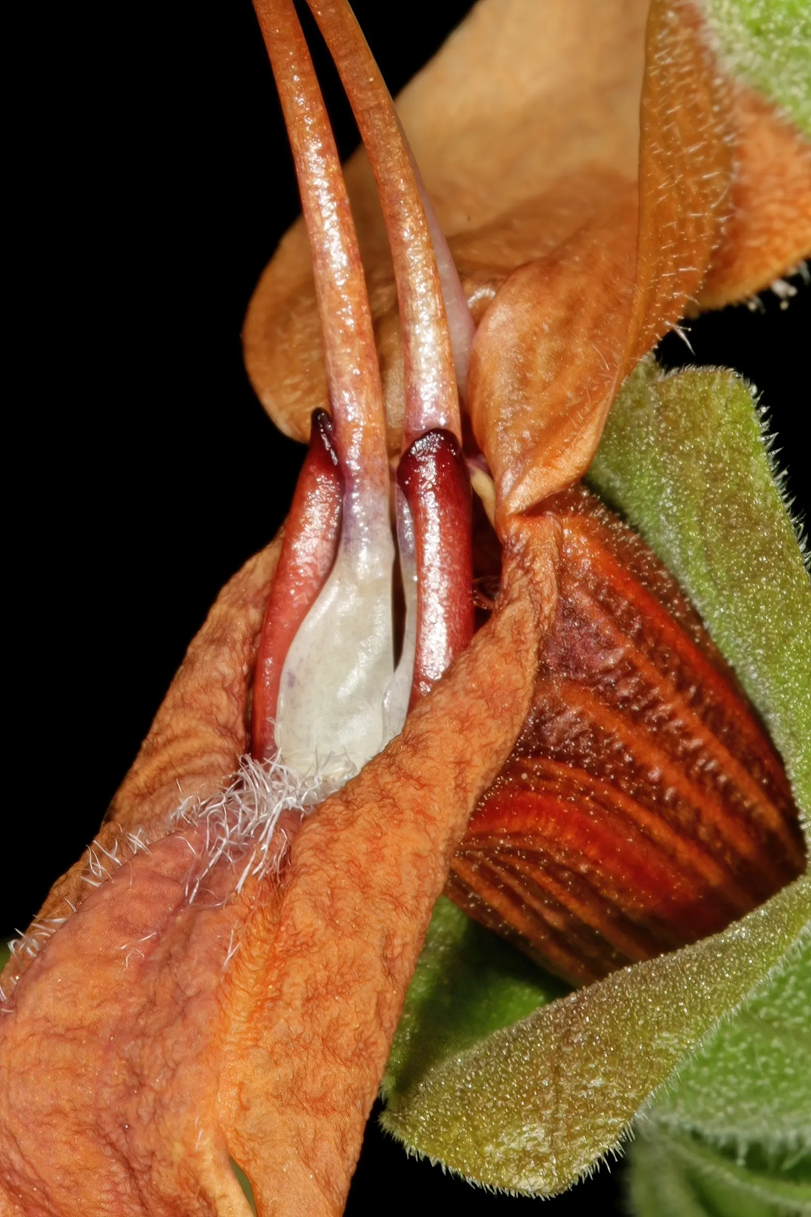 Beach Sage (Salvia Africana-Lutea) — it reaches heights of 2-3 feet with a similar spread; reaching a size of about 2 to 3 feet in height and spreading up to 2