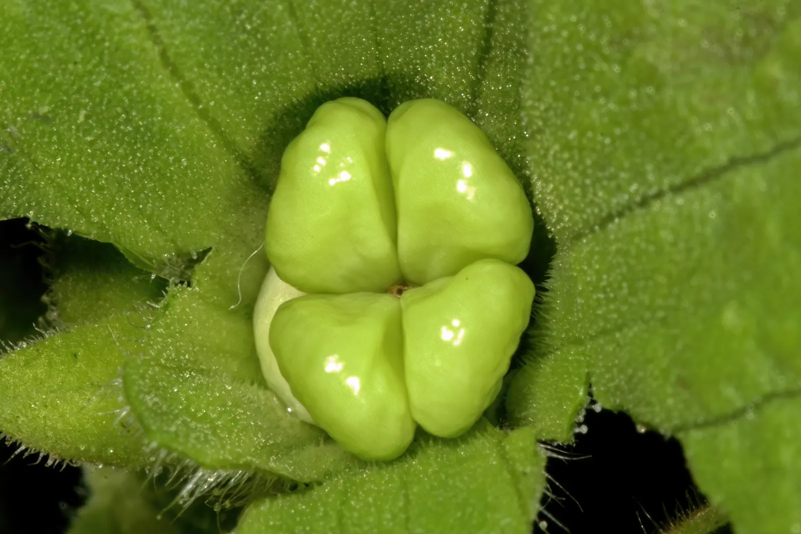 Beach Sage (Salvia Africana-Lutea) — Native to the sandy shores of South Africa; including bees and butterflies