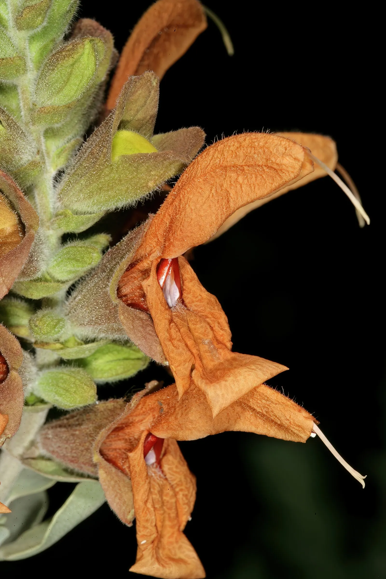 Beach Sage (Salvia Africana-Lutea) — including bees and butterflies