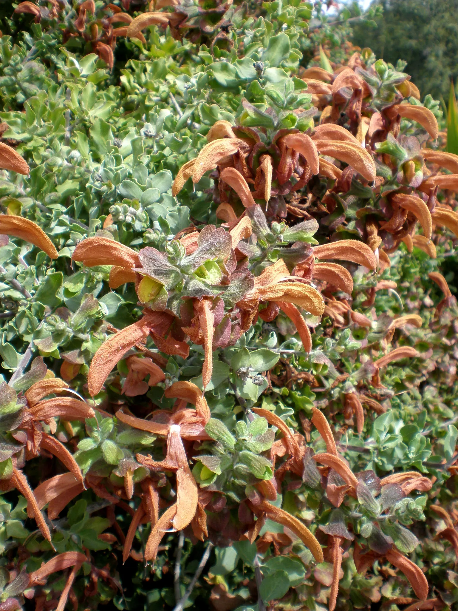 Beach Sage (Salvia Africana-Lutea) — Its foliage is striking, with aromatic grey-green leaves that are a delight to the senses