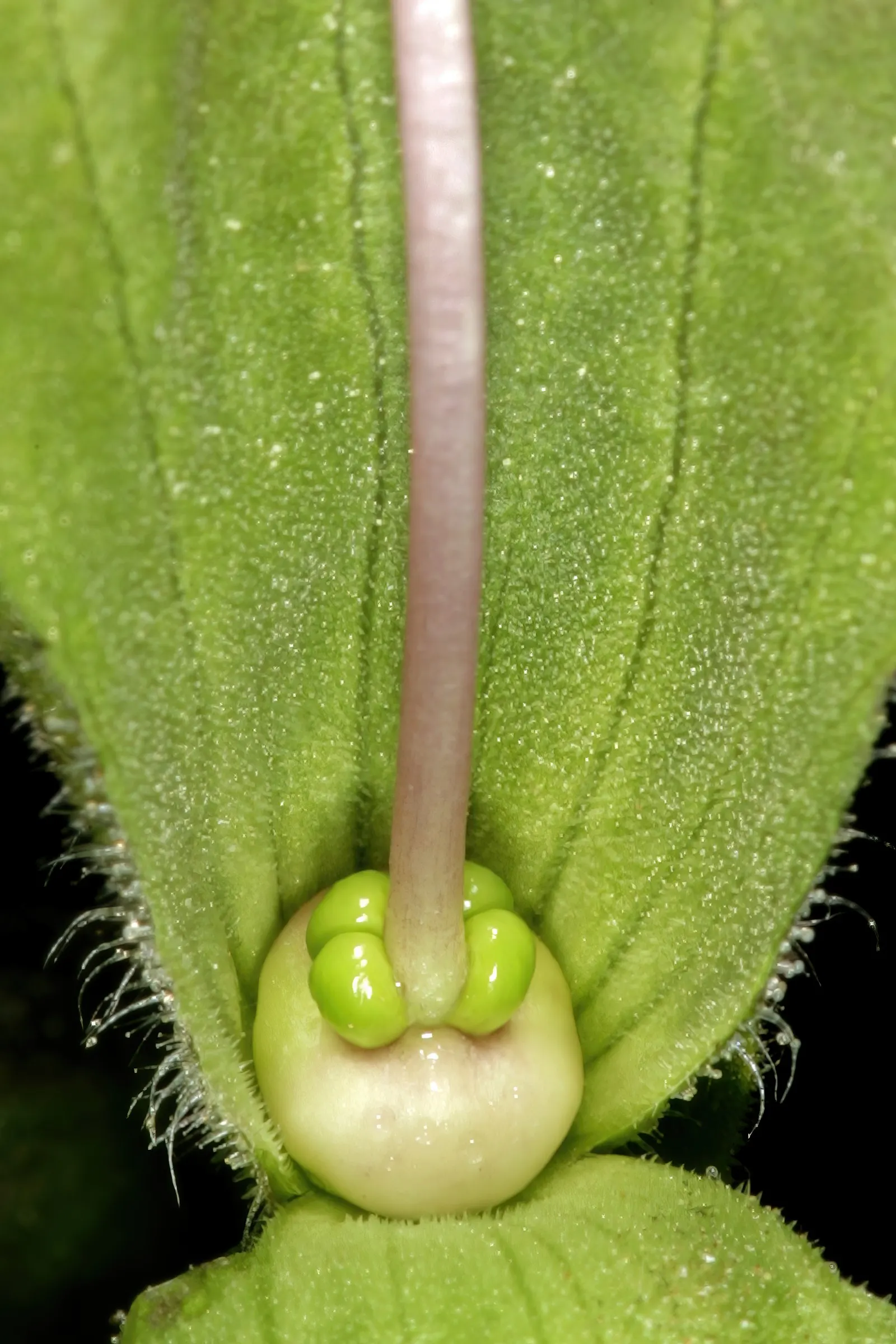 Beach Sage (Salvia Africana-Lutea) — it reaches heights of 2-3 feet with a similar spread