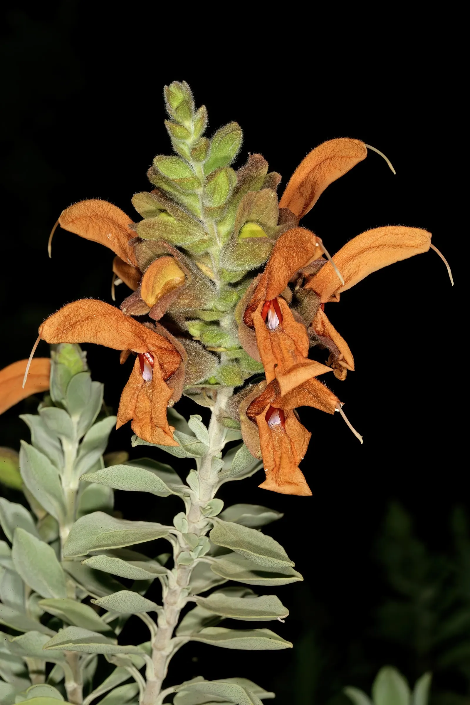 Beach Sage (Salvia Africana-Lutea) — this unique salvia species thrives with minimal care in USDA zones 8-11