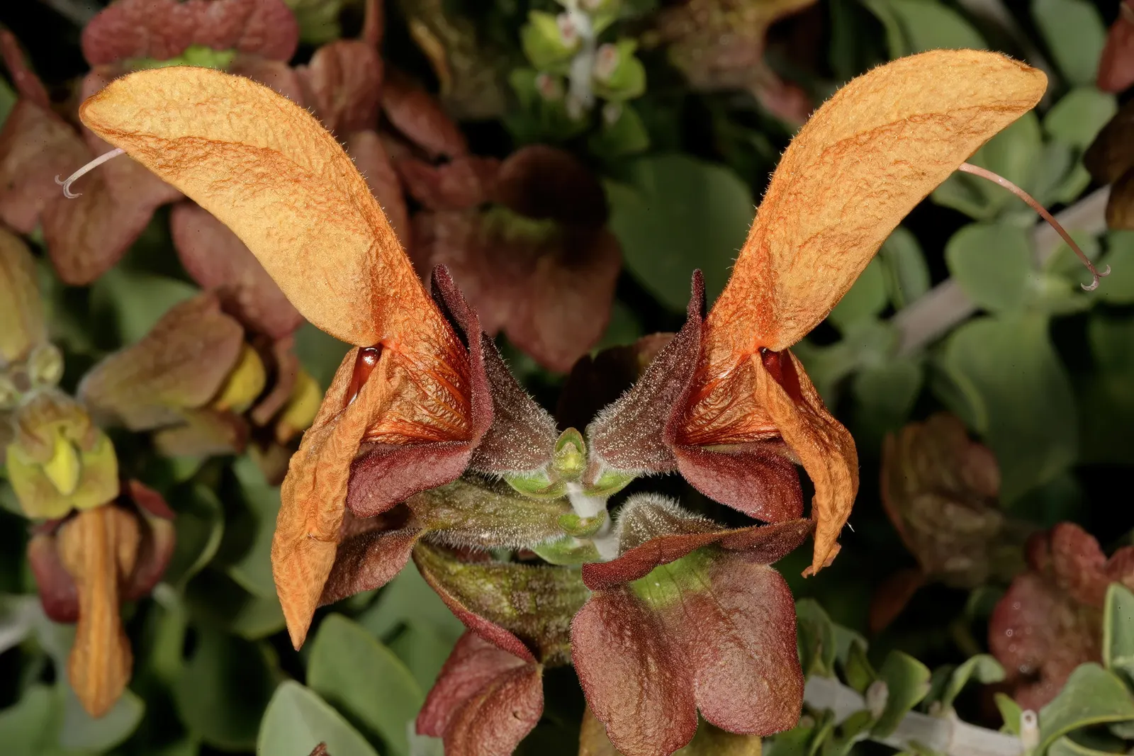 Beach Sage (Salvia Africana-Lutea) — orange flowers in the garden
