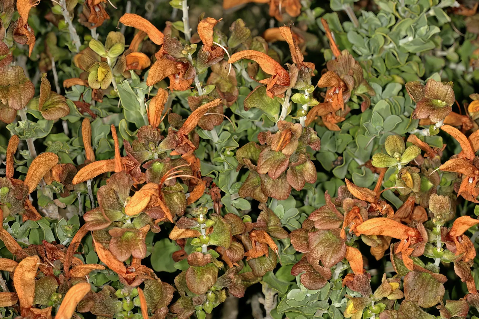 Beach Sage (Salvia Africana-Lutea) — Thriving in USDA Zones 8-11