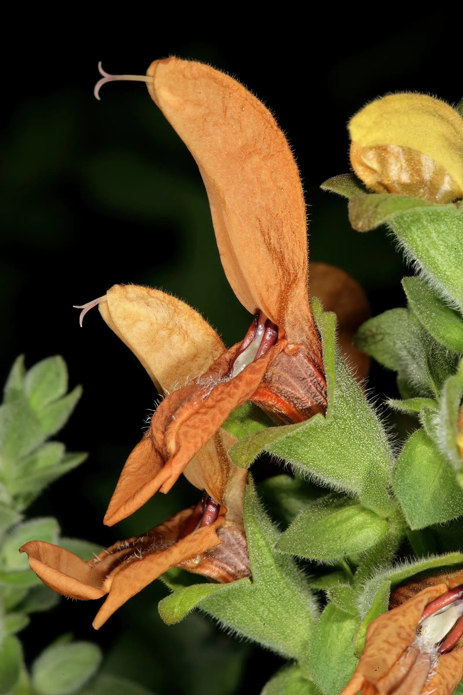 Beach Sage (Salvia Africana-Lutea) — which emerge in whorls from purplish calyces