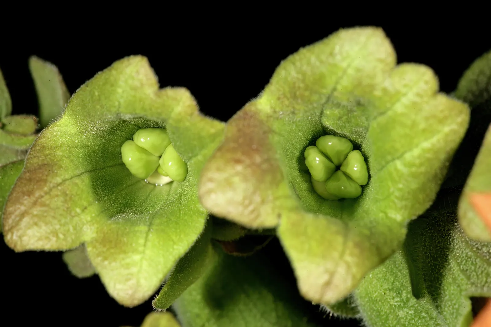 Beach Sage (Salvia Africana-Lutea) — this unique salvia species thrives with minimal care in USDA zones 8-11; when integrating Beach Sage into your landscape