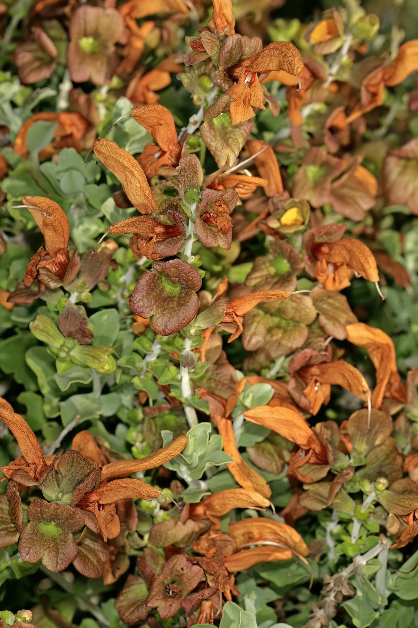 Beach Sage (Salvia Africana-Lutea) — it exhibits considerable drought tolerance
