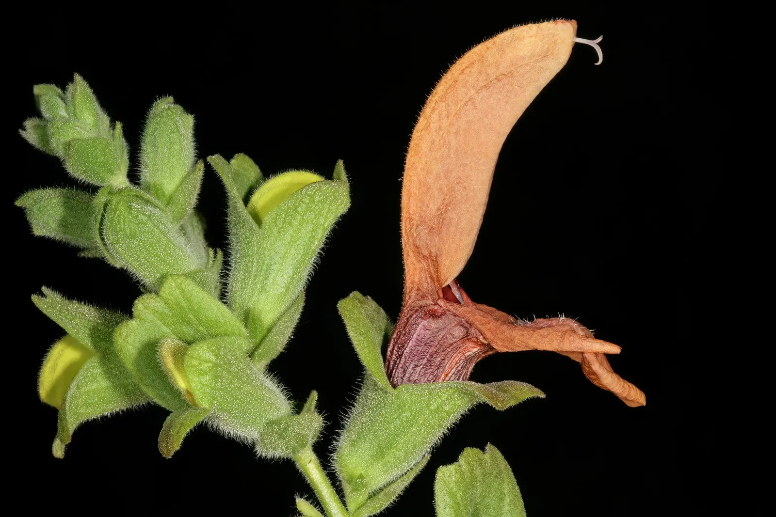 Beach Sage (Salvia Africana-Lutea) — plant Salvia africana-lutea in well-drained soil under full sun to partial shade