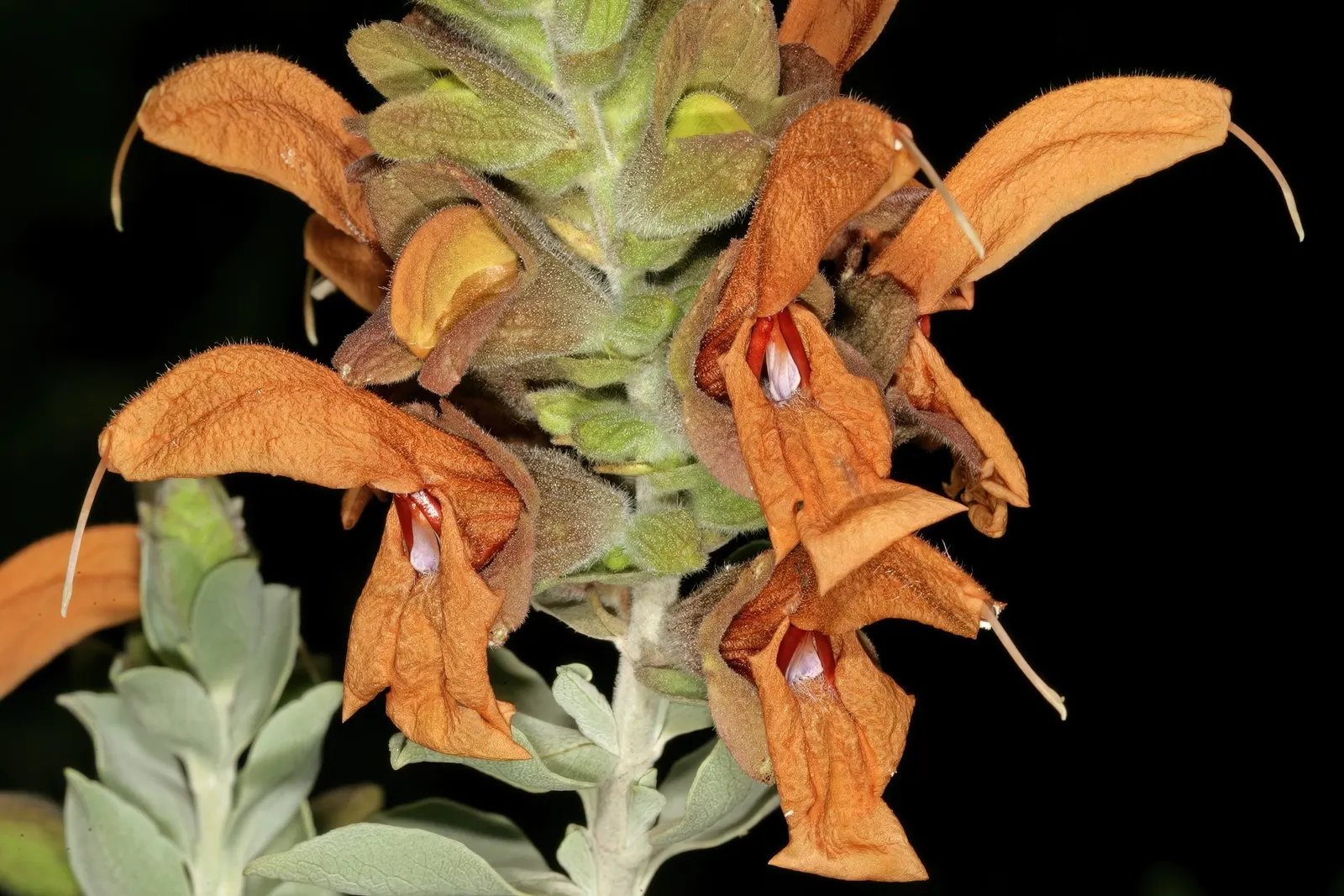 Beach Sage (Salvia Africana-Lutea) — consider pairing it with other drought-tolerant species to create a low-maintenance