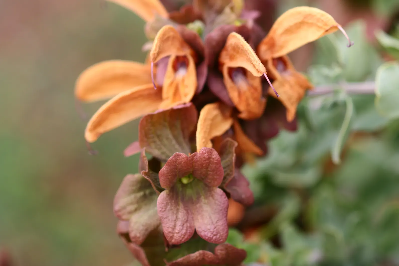 Beach Sage (Salvia Africana-Lutea) — shrub for full or half