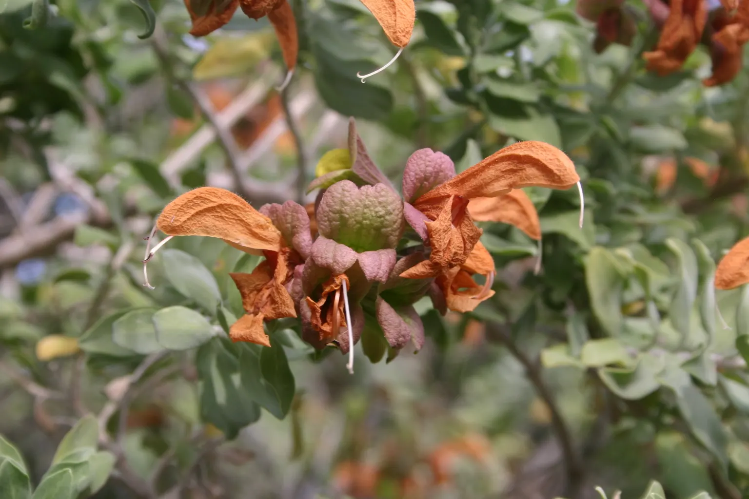 Beach Sage (Salvia Africana-Lutea) — Hardy and salt-tolerant, it's ideal for coastal gardens, requiring minimal water once established; consider pairing it