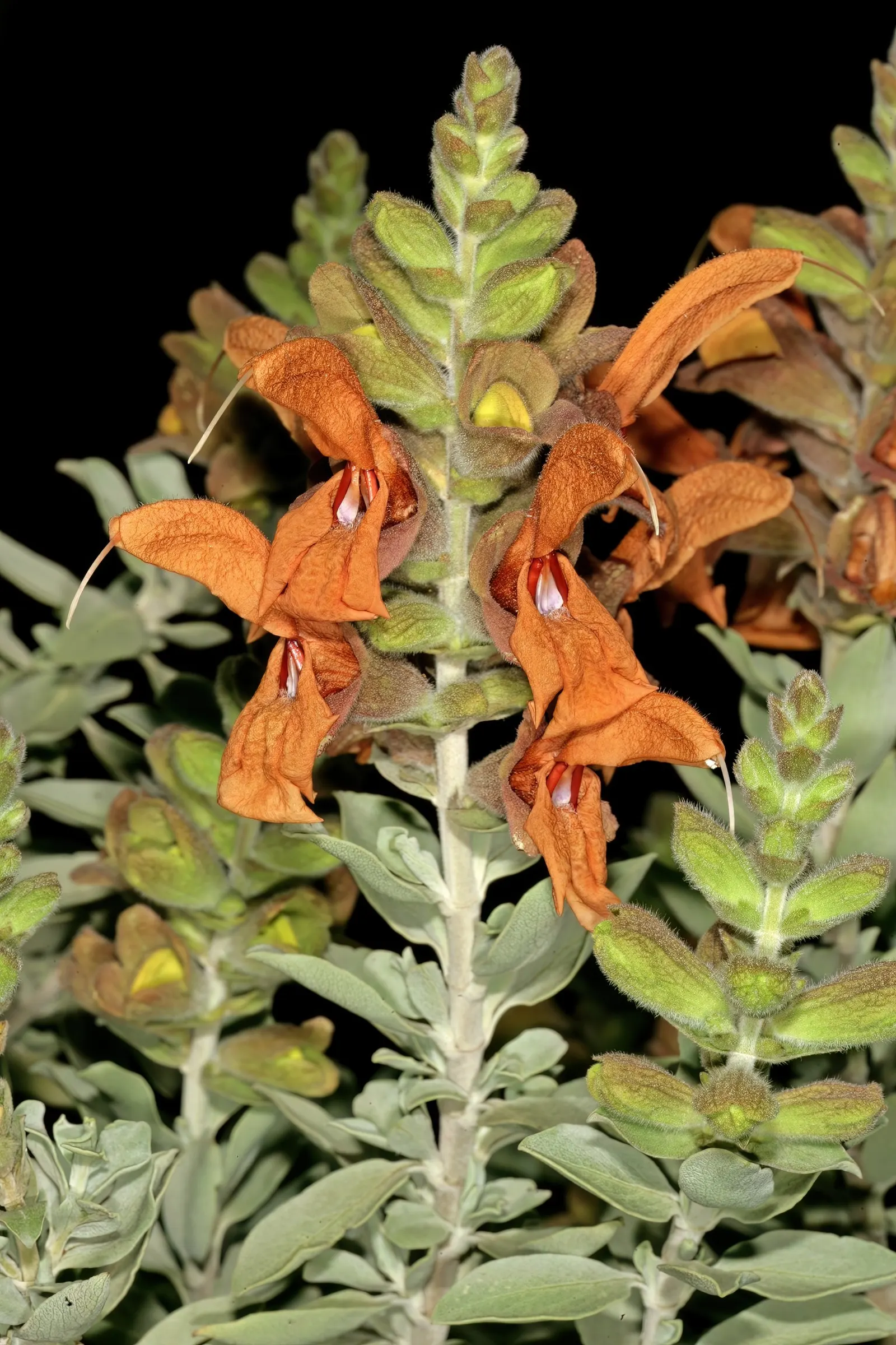 Beach Sage (Salvia Africana-Lutea) — When integrating Beach Sage into your landscape design