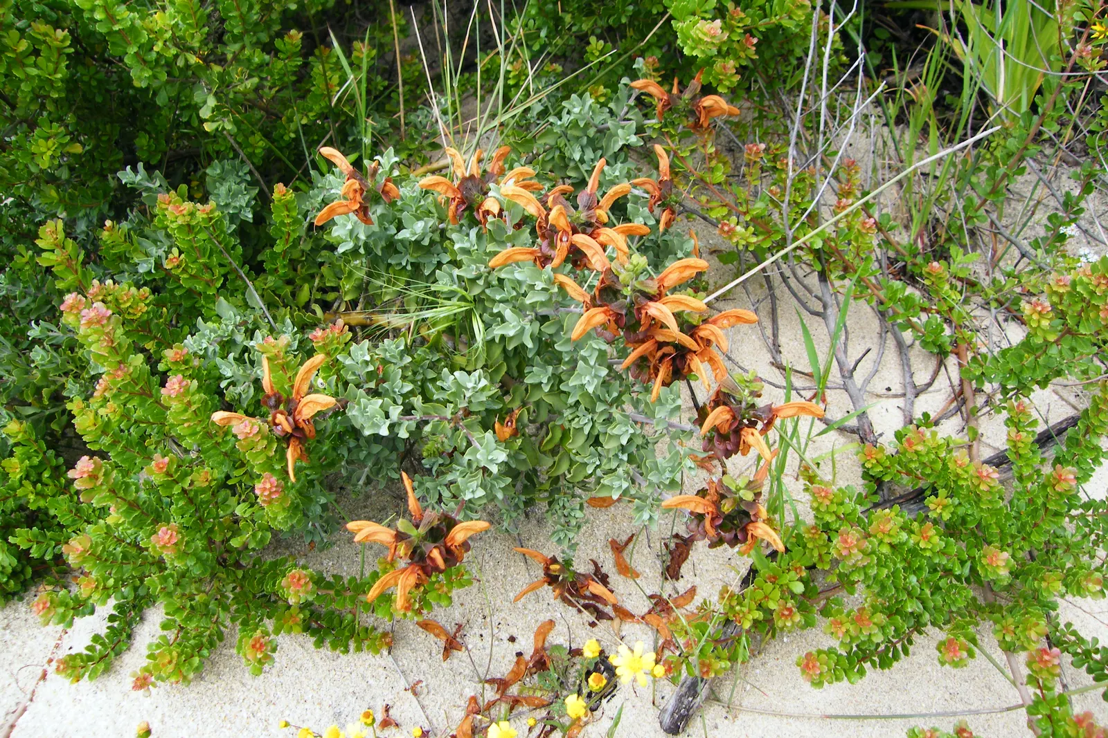 Beach Sage (Salvia Africana-Lutea) — though occasional watering during extended dry periods can keep the plant looking its best