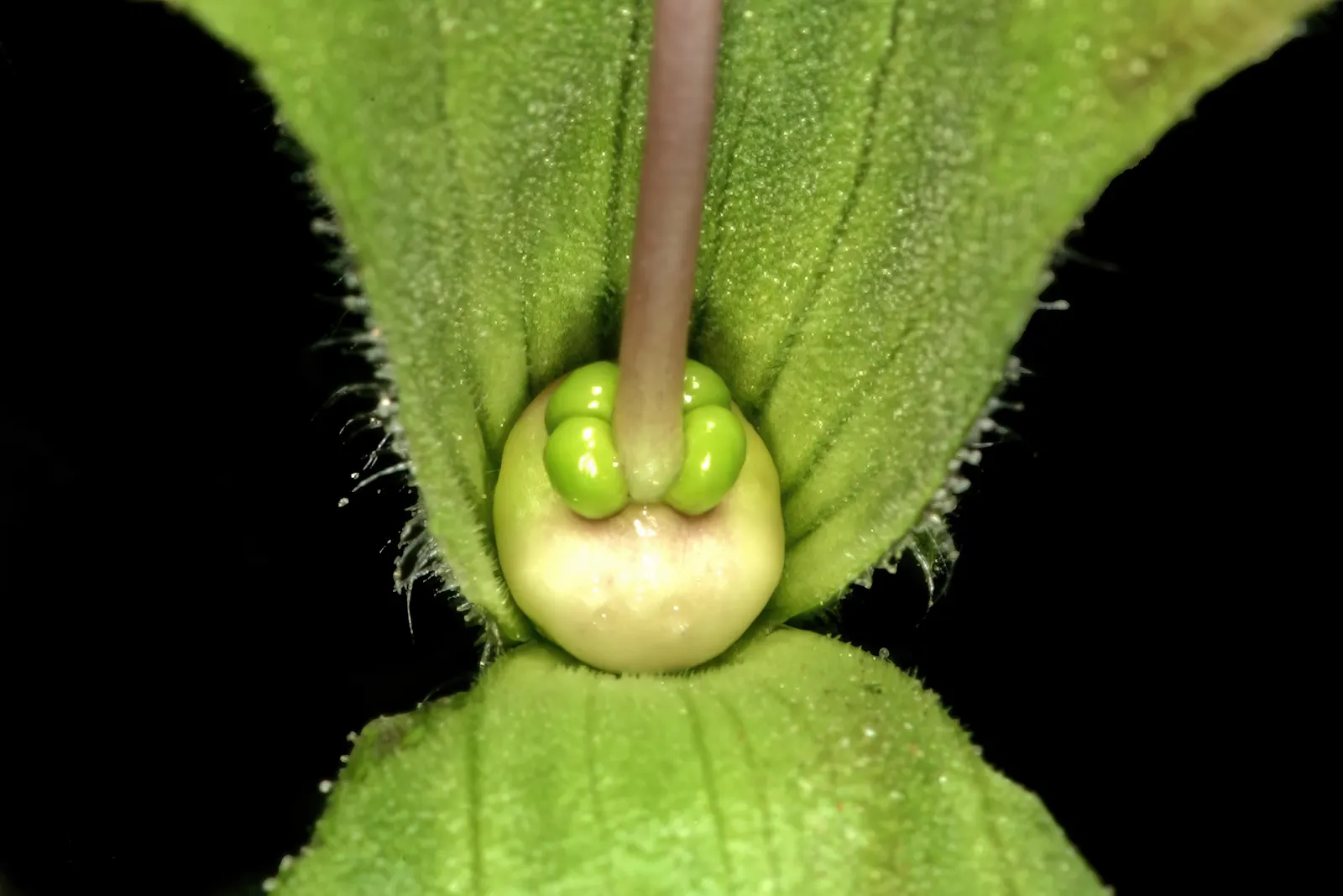 Beach Sage (Salvia Africana-Lutea) — Its aromatic foliage and perennial nature make it a low-maintenance, sensory addition to landscape designs; preferring