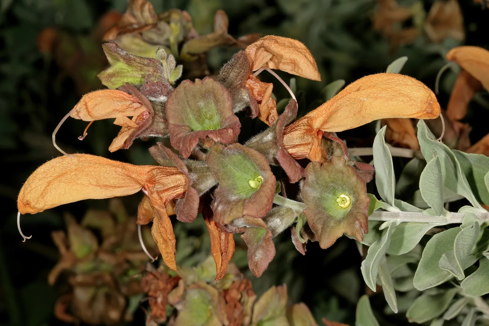 Beach Sage (Salvia Africana-Lutea) — reaching a size of about 2 to 3 feet in height and spreading up to 2 to 3 feet in width
