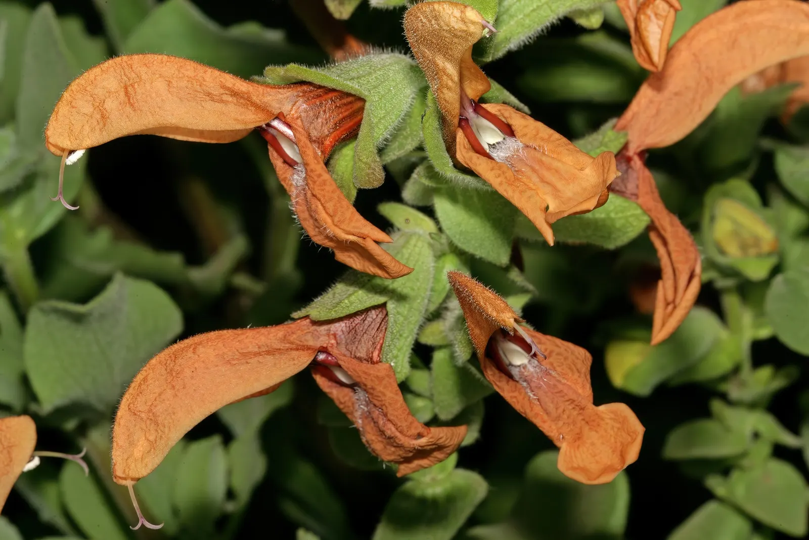 Beach Sage (Salvia Africana-Lutea) — making it an excellent choice for seaside gardens.<br><br>This hardy plant boasts a robust