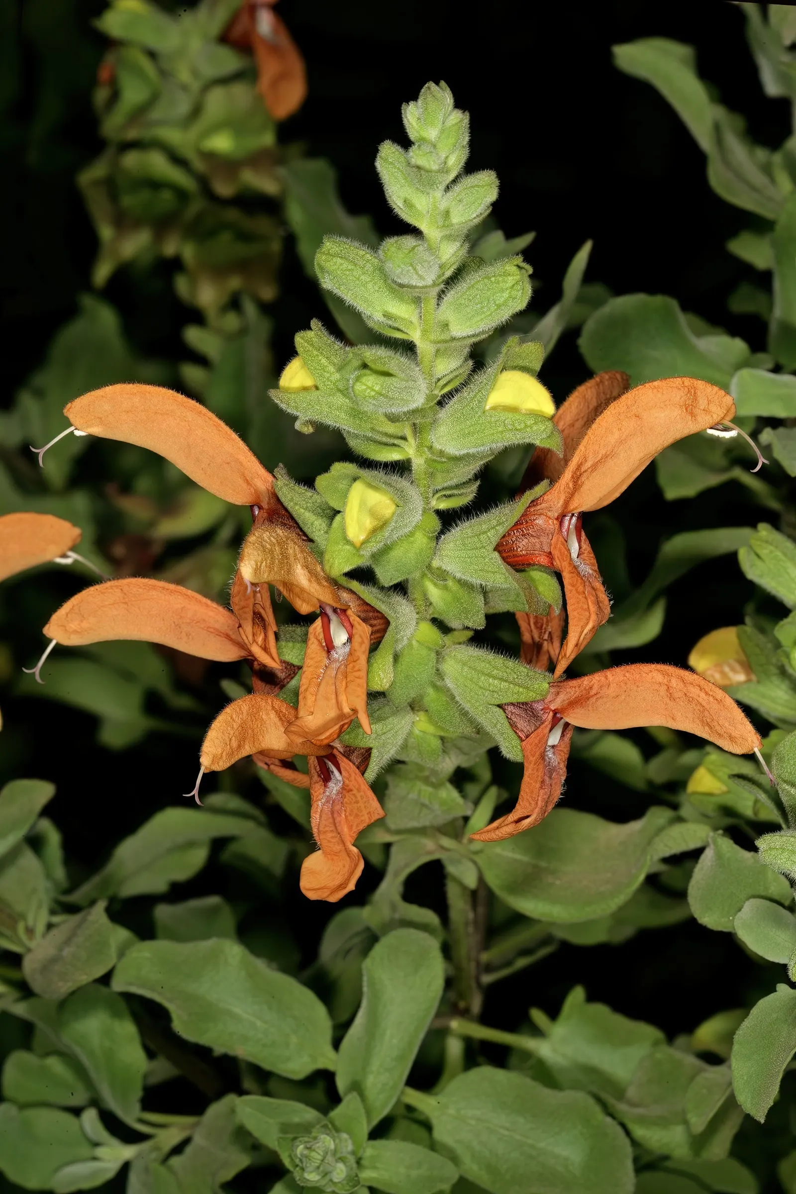 Beach Sage (Salvia Africana-Lutea) — These nectar-rich blooms are not only eye-catching but also attract a host of pollinators