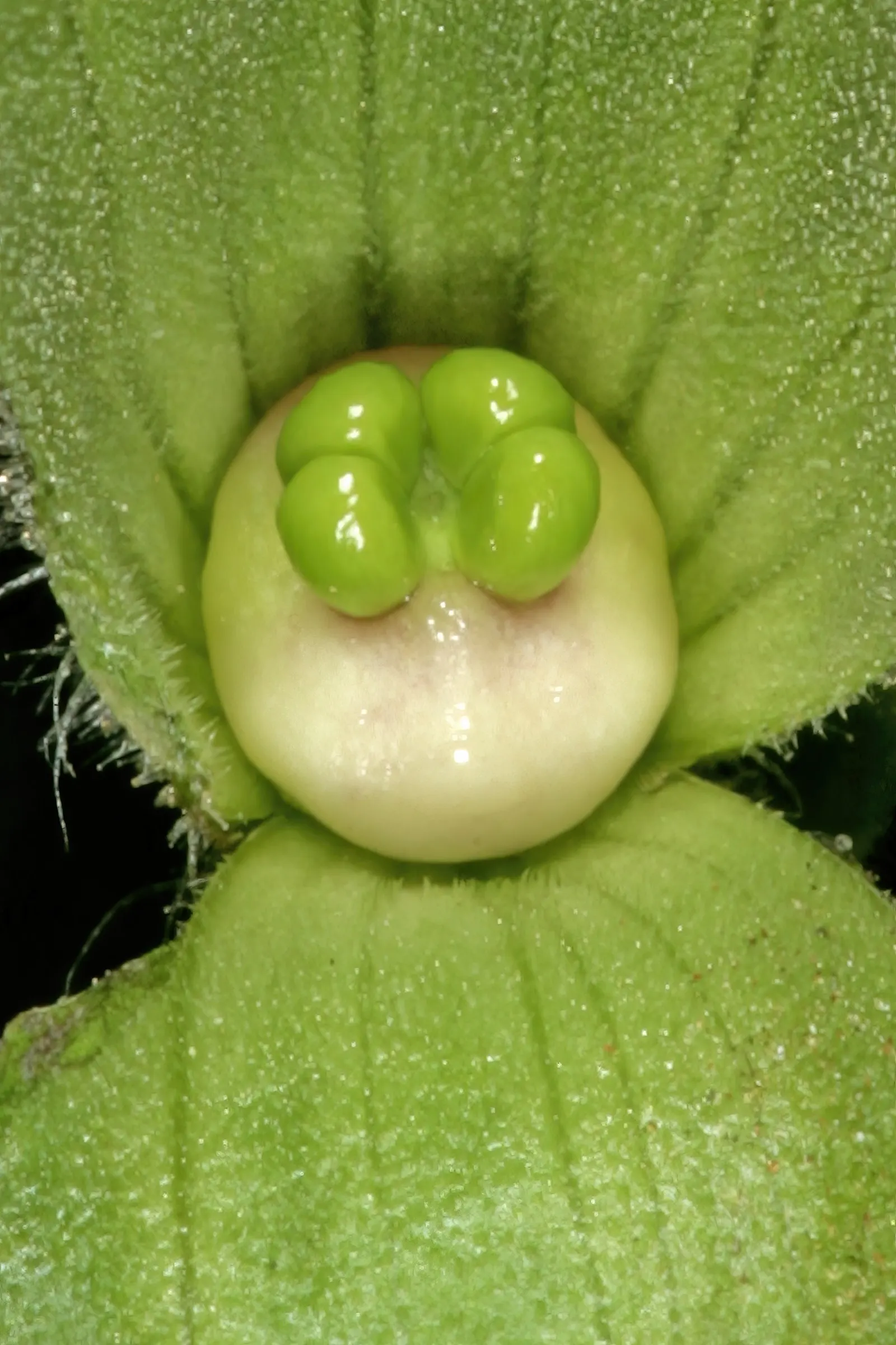 Beach Sage (Salvia Africana-Lutea) — Regular pruning after flowering can encourage a more dense and compact form