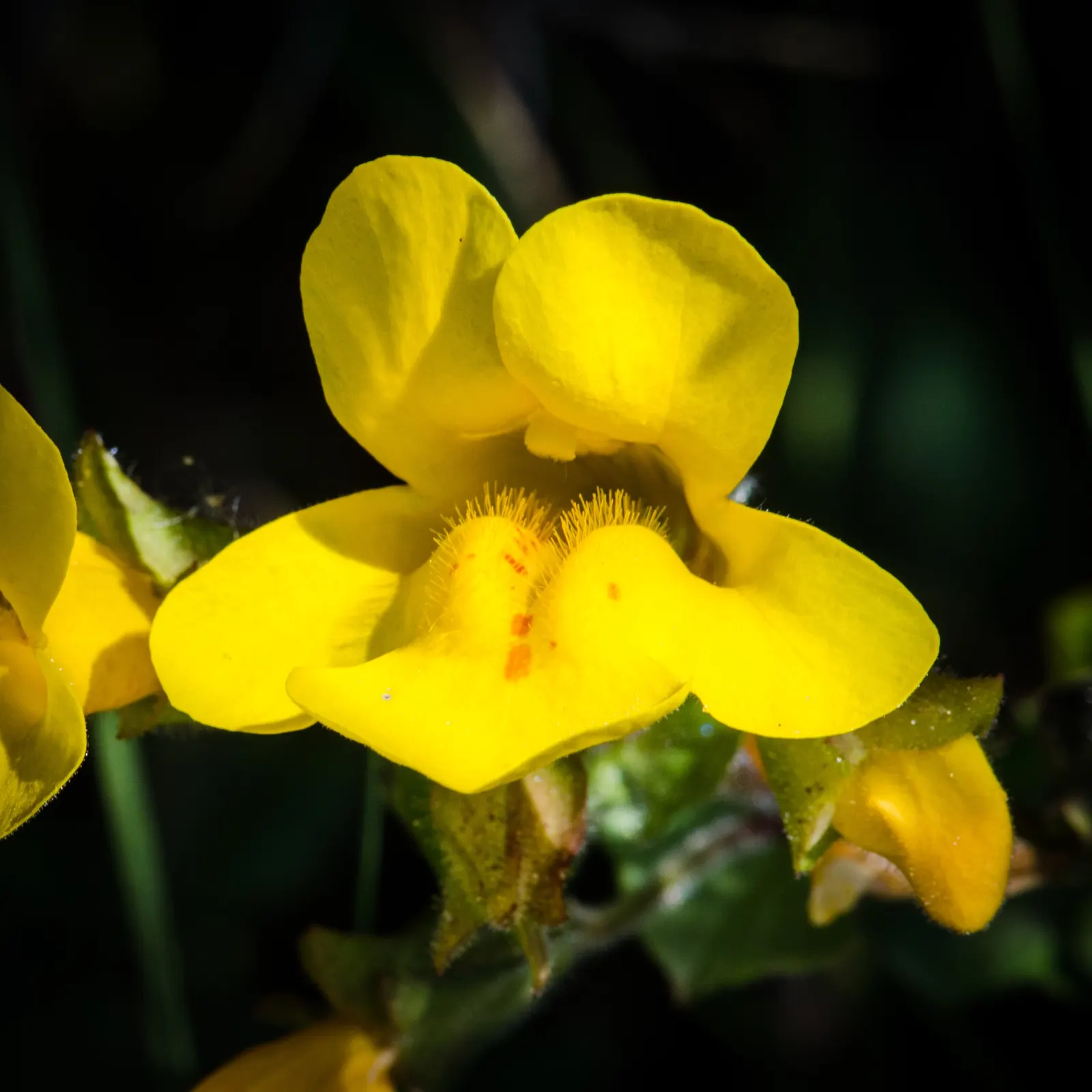 Beach Sage (Salvia Africana-Lutea) — being especially tolerant to salt-laden winds