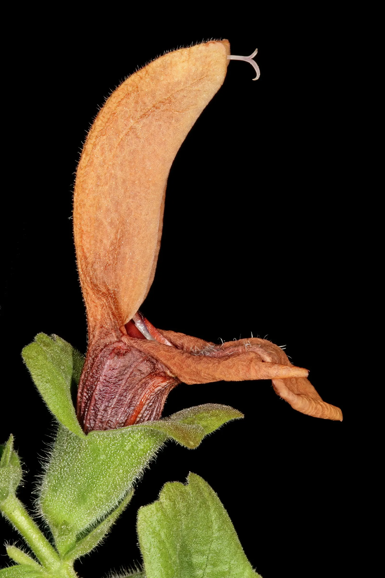 Beach Sage (Salvia Africana-Lutea) — shrub with orange blooms