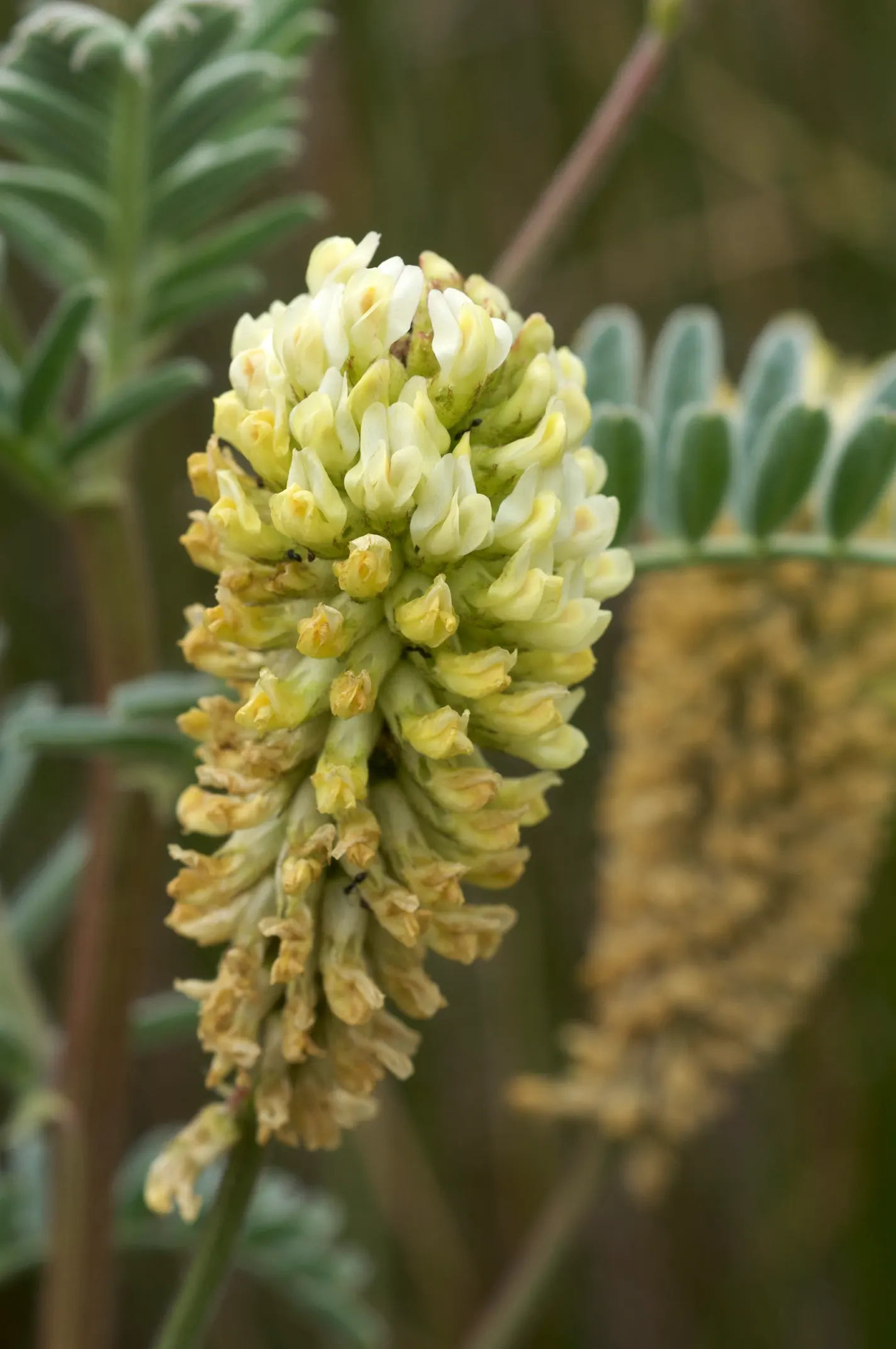 Beach Sage (Salvia Africana-Lutea) — is a captivating and resilient perennial that brings a touch of coastal character to any landscape