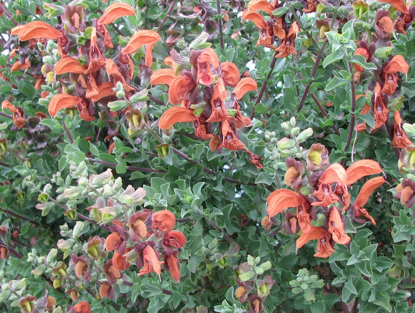 Beach Sage (Salvia Africana-Lutea) — Native to the sandy shores of South Africa