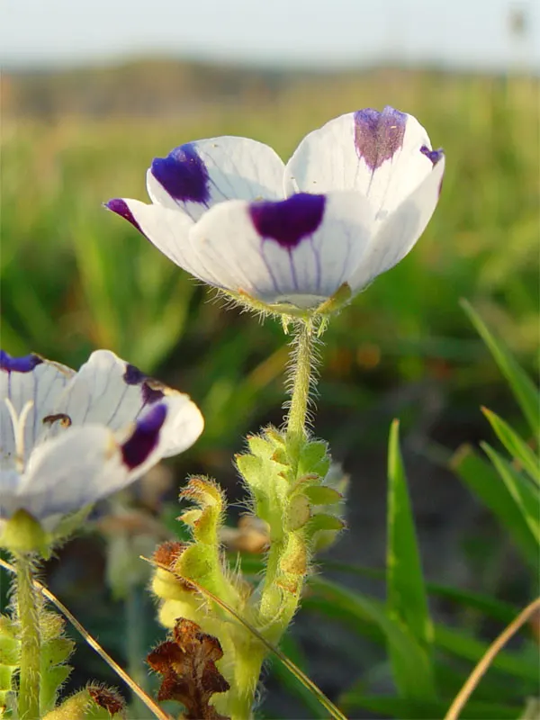 Beach Sage (Salvia Africana-Lutea) — preferring well-drained soils and full sun