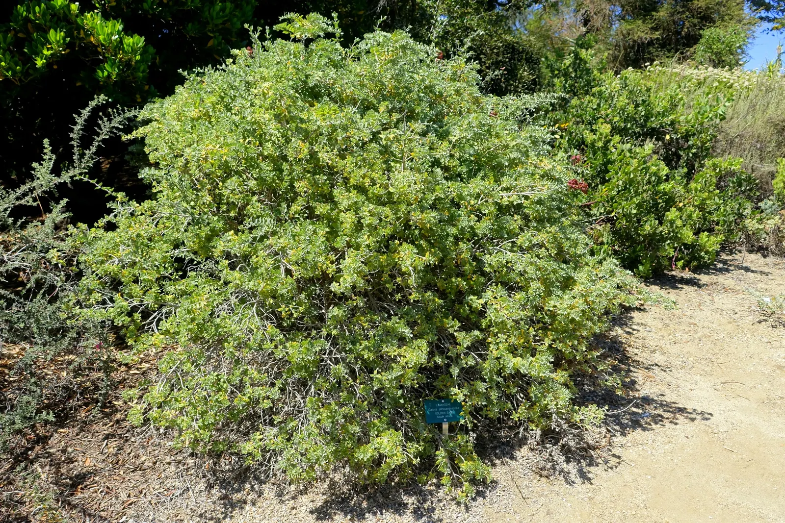 Beach Sage (Salvia Africana-Lutea) — preferring well-drained soils and full sun; adding vibrant life to the garden.<br><br>For optimal growth