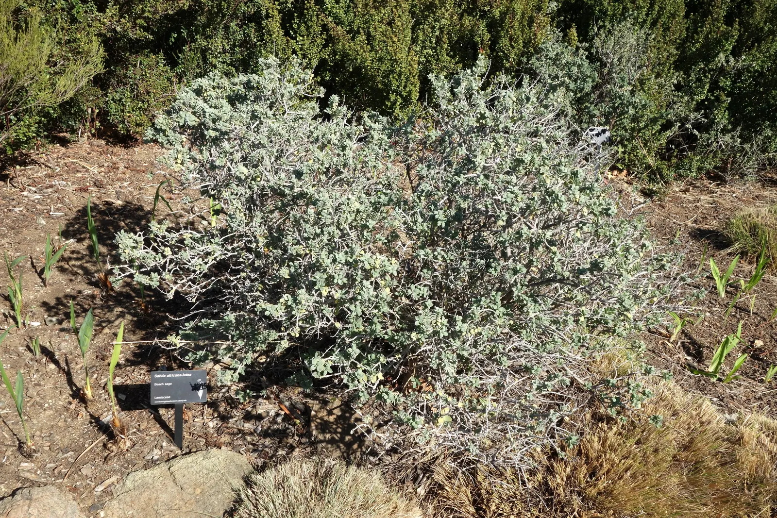 Beach Sage (Salvia Africana-Lutea) — Thriving in USDA Zones 8-11; hardy and salt-tolerant, it's ideal for coastal gardens, requiring minimal water once