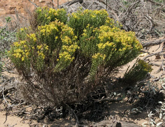 Beach Sage (Salvia Africana-Lutea) — Its foliage is striking, with aromatic grey-green leaves that are a delight to the senses; as well as stimulate additional