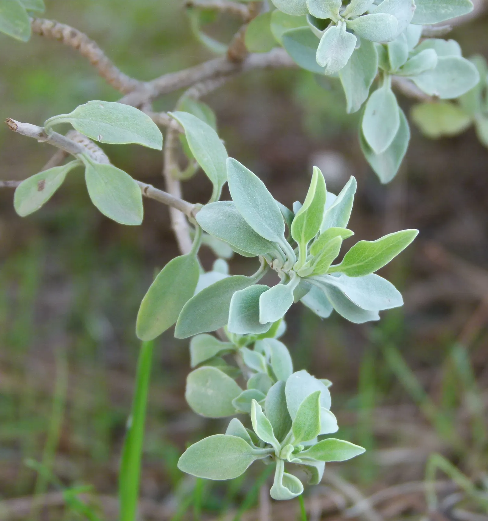 Beach Sage (Salvia Africana-Lutea) — is a captivating and resilient perennial that brings a touch of coastal character to any landscape; making it an excellent