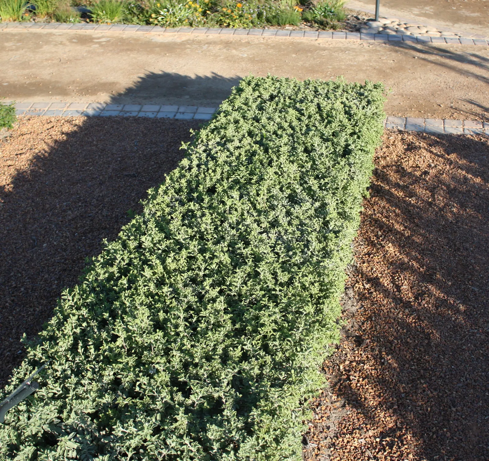 Beach Sage (Salvia Africana-Lutea) — water-wise garden that resonates with the beauty of the natural seaside