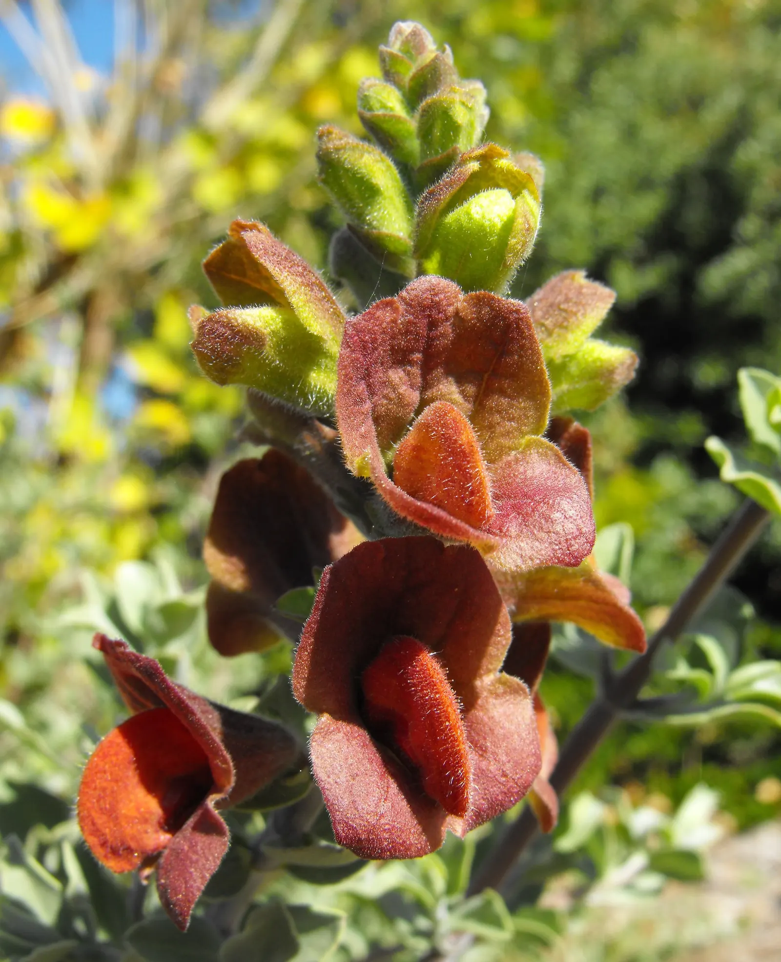 Beach Sage (Salvia Africana-Lutea) — making it an excellent choice for seaside gardens.<br><br>This hardy plant boasts a robust; being especially tolerant to