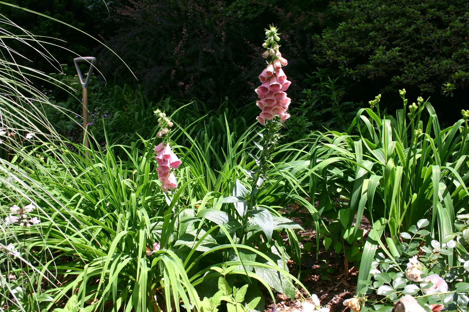 Strawberry Foxglove (Digitalis X Mertonensis) — presents a beautiful and unusual addition to any garden design