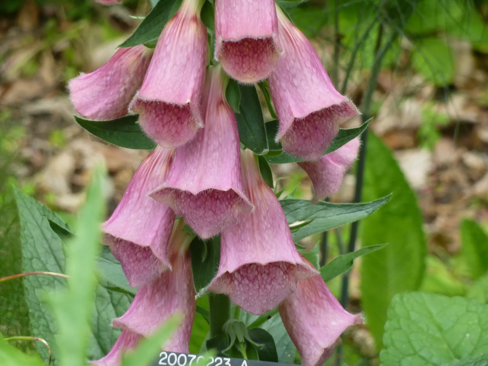 Strawberry Foxglove (Digitalis X Mertonensis) — It boasts robust, strawberry-pink blooms on spikes up to 3 feet tall, with a spread of about 18 inches