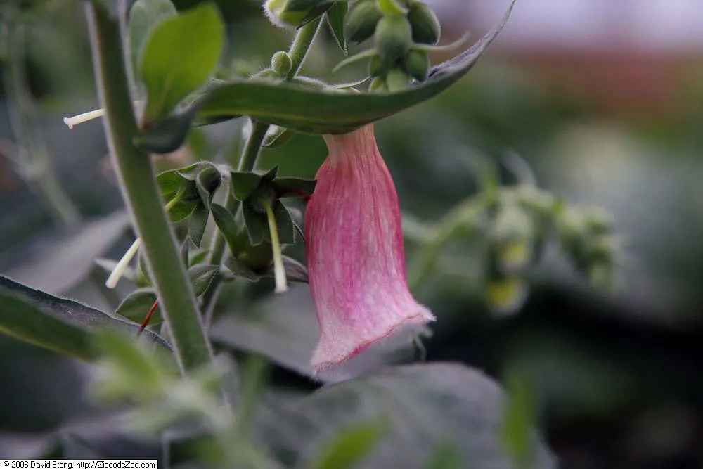 Strawberry Foxglove (Digitalis X Mertonensis) — Hardy in USDA zones 4-8, it adds a vertical dimension and a splash of color to borders and woodland gardens