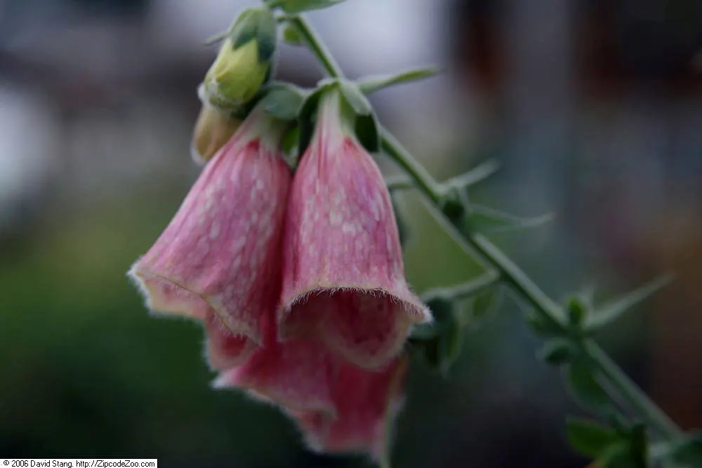 Strawberry Foxglove (Digitalis X Mertonensis) — Preferring partial shade and moist