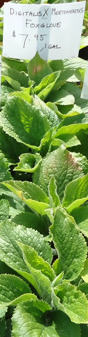 Strawberry Foxglove (Digitalis X Mertonensis) — scientifically known as Digitalis x mertonensis
