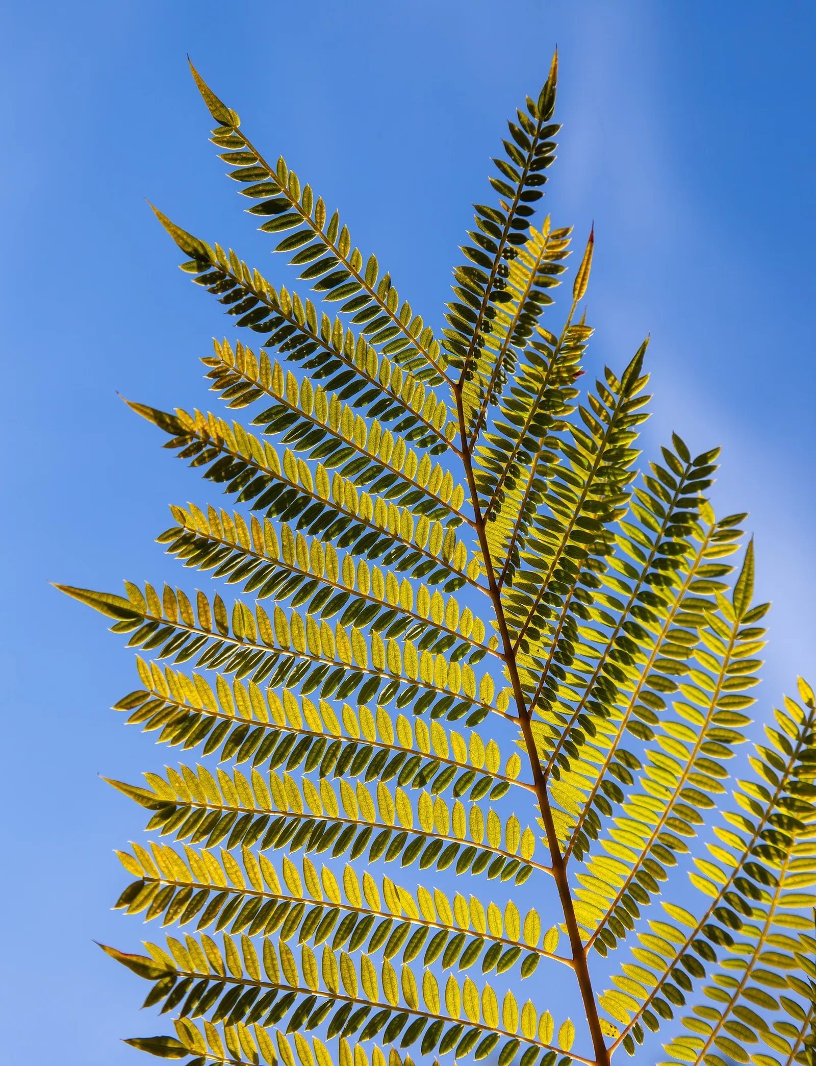 Jacaranda (Jacaranda Mimosifolia) — With moderate growth rates of about 2 feet or more per year; it's important to consider its preference for full sun and