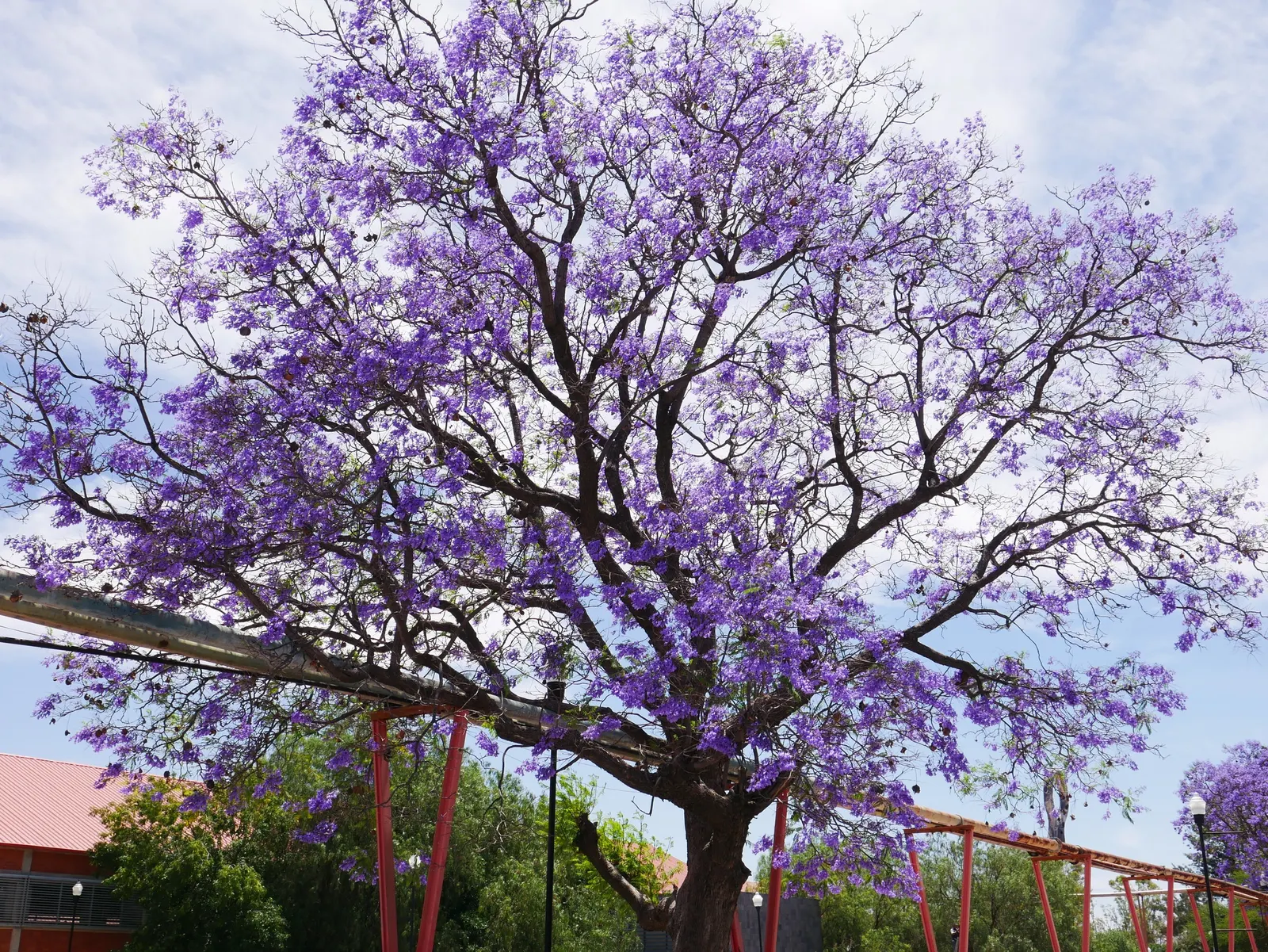 Jacaranda (Jacaranda Mimosifolia) — tree with blue blooms