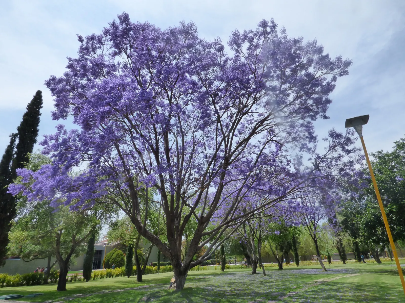 Jacaranda (Jacaranda Mimosifolia) — and streetscapes looking to add a tropical or subtropical touch; the Jacaranda mimosifolia, renowned for its, image 97