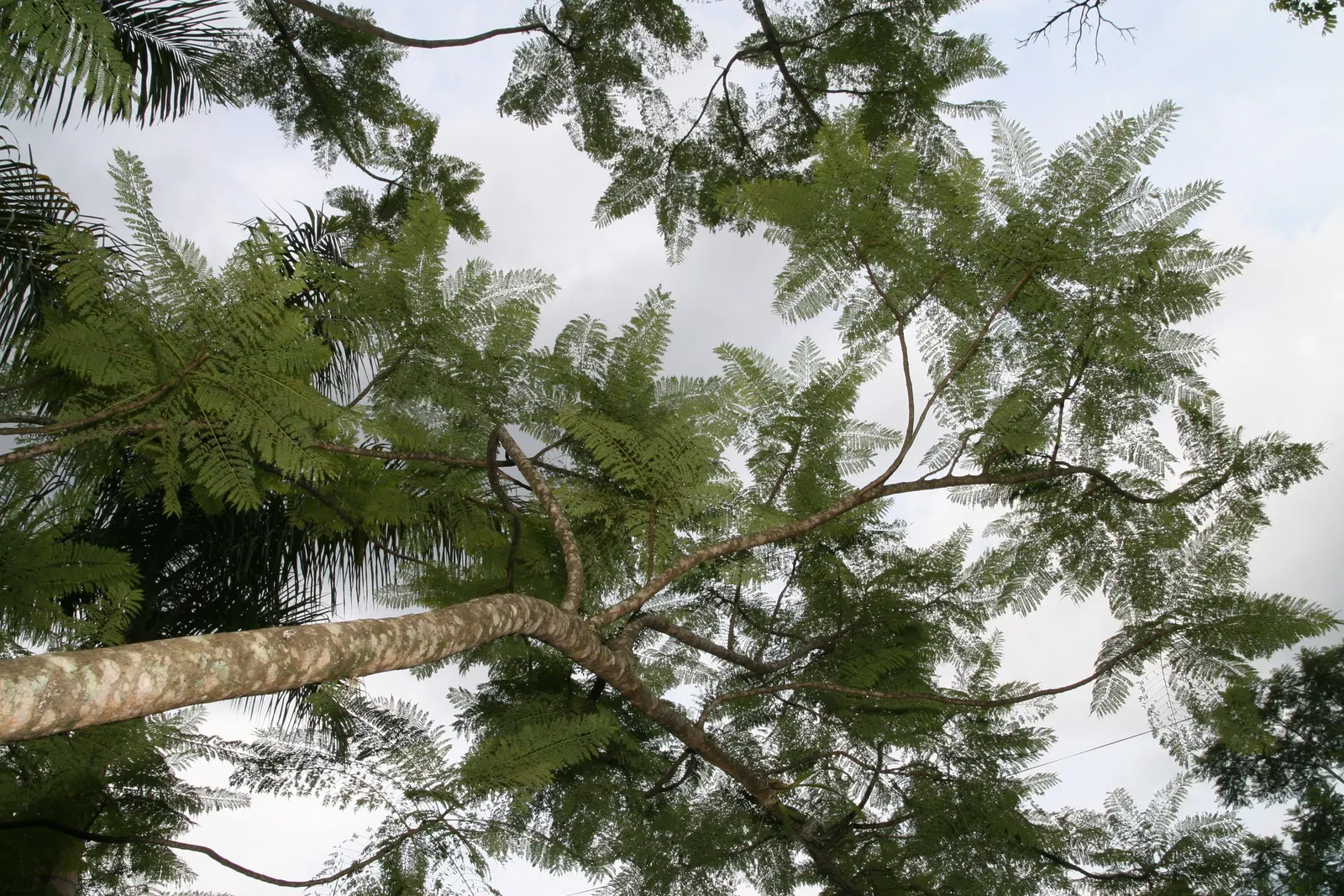Jacaranda (Jacaranda Mimosifolia) — Plant in areas away from pools or walkways to avoid litter from fallen flowers; the Jacaranda requires ample space to