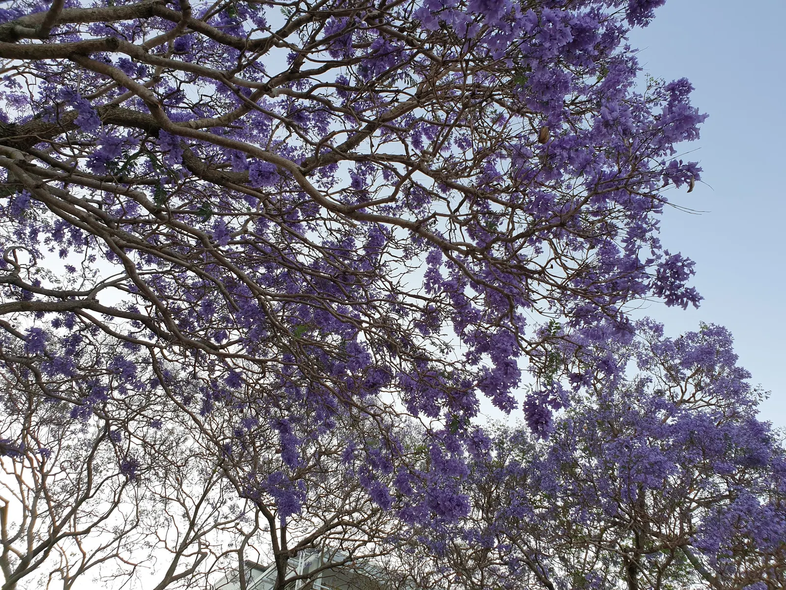 Jacaranda (Jacaranda Mimosifolia) — reminiscent of the mimosa tree; it features finely textured, image 117
