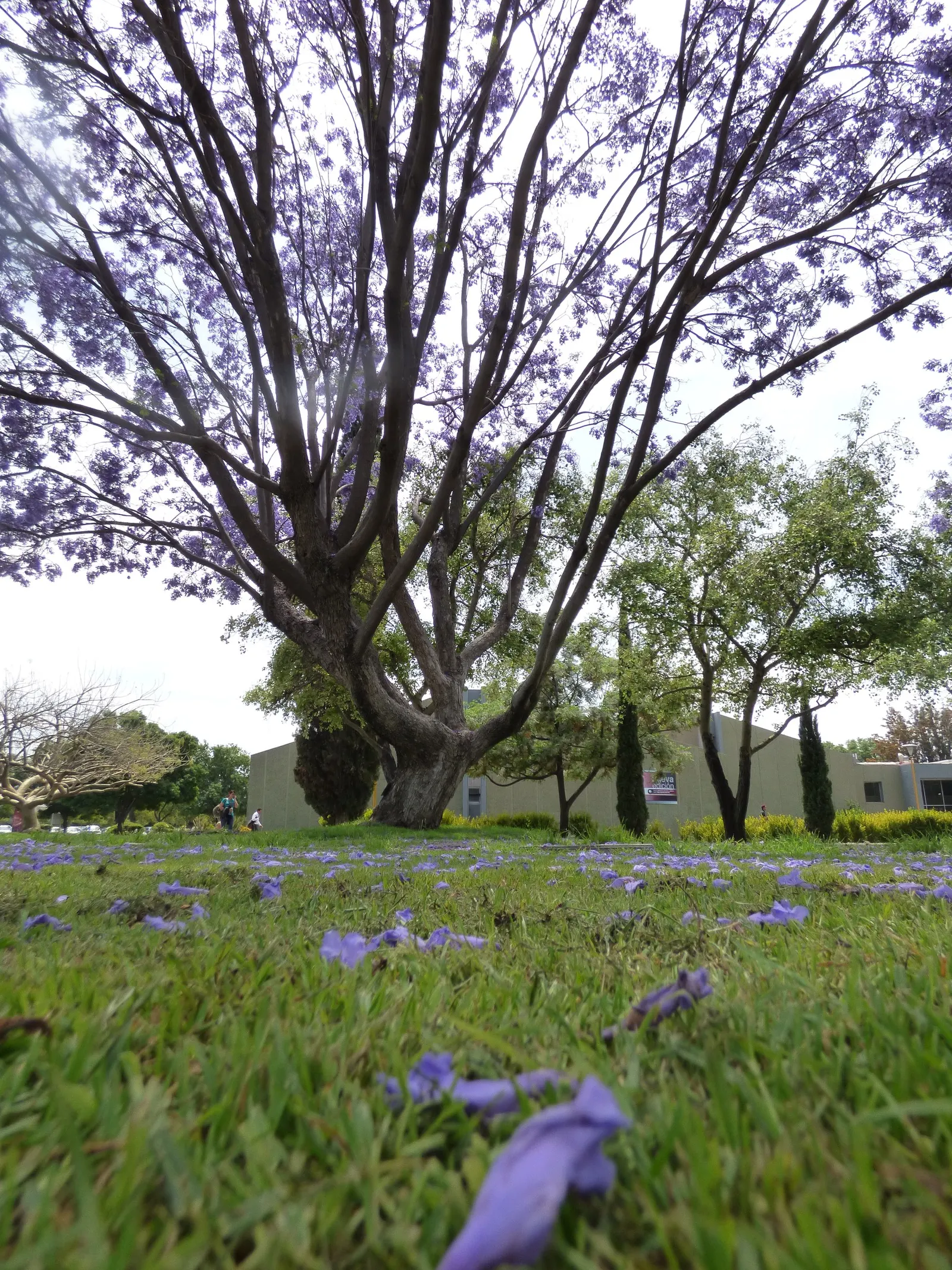 Jacaranda (Jacaranda Mimosifolia) — Its fern-like foliage offers dappled shade; which provides dappled shade and a delicate appearance.<br><br>When, image 103