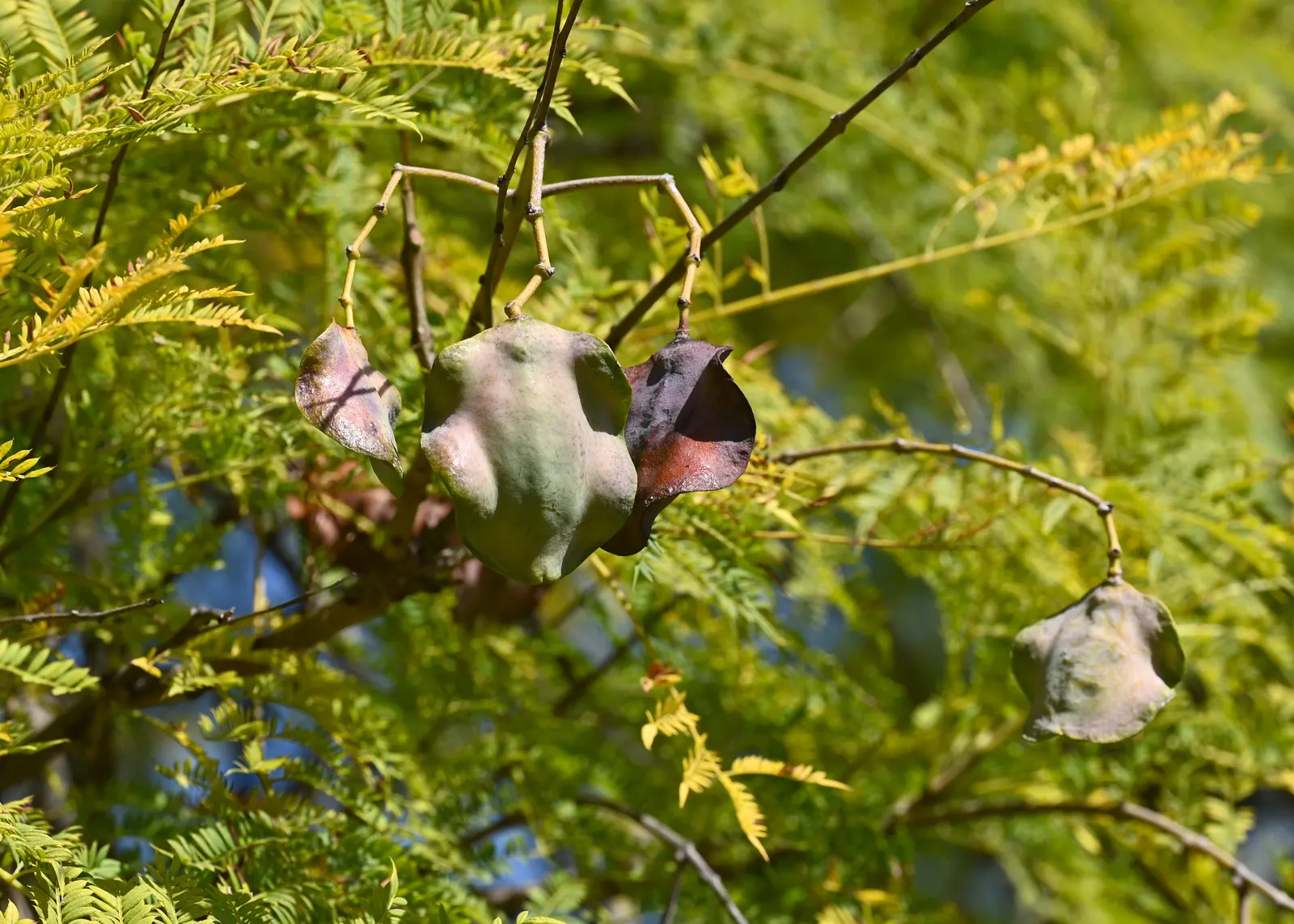 Jacaranda (Jacaranda Mimosifolia) — This deciduous tree matures to 25-50 feet in height and spreads 15-30 feet; each about 1.5 inches long, image 102