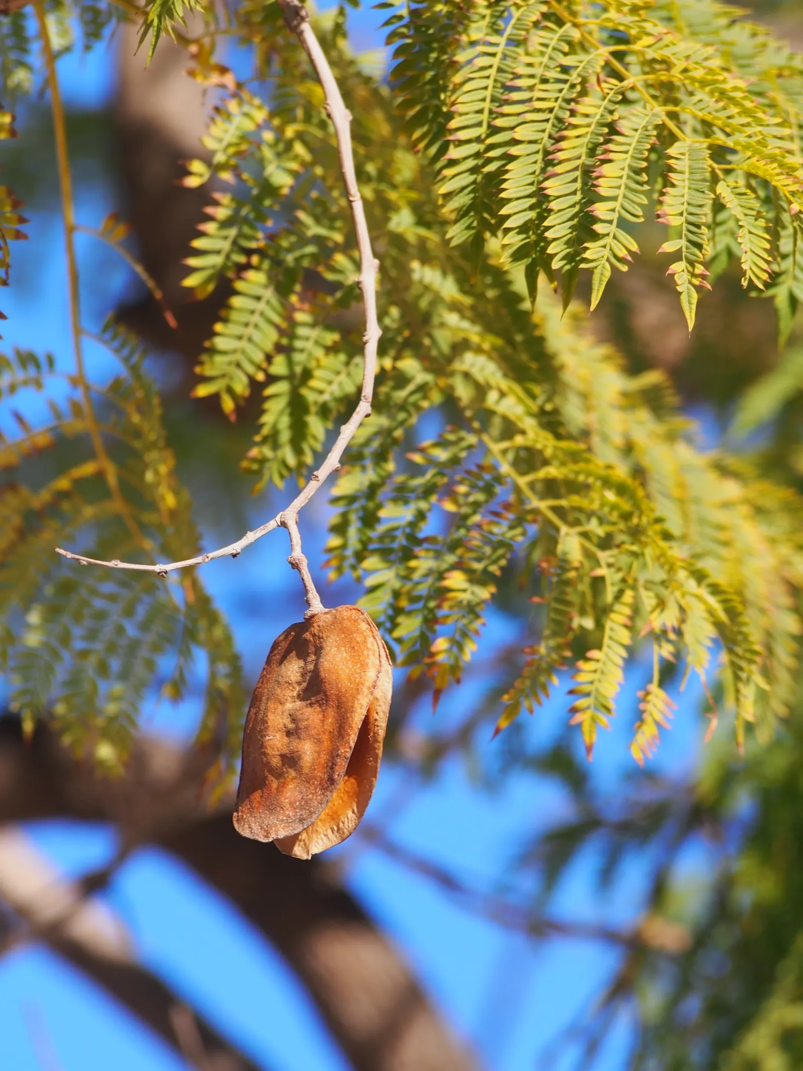 Jacaranda (Jacaranda Mimosifolia) — that create a vivid lavender-blue cloud of color; plant in areas away from pools or walkways to avoid litter from fallen