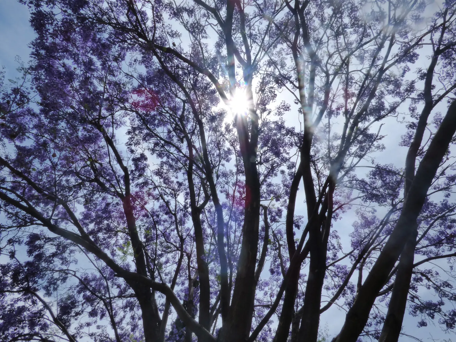 Jacaranda (Jacaranda Mimosifolia) — tree for full; and streetscapes looking to add a tropical or subtropical touch, image 100