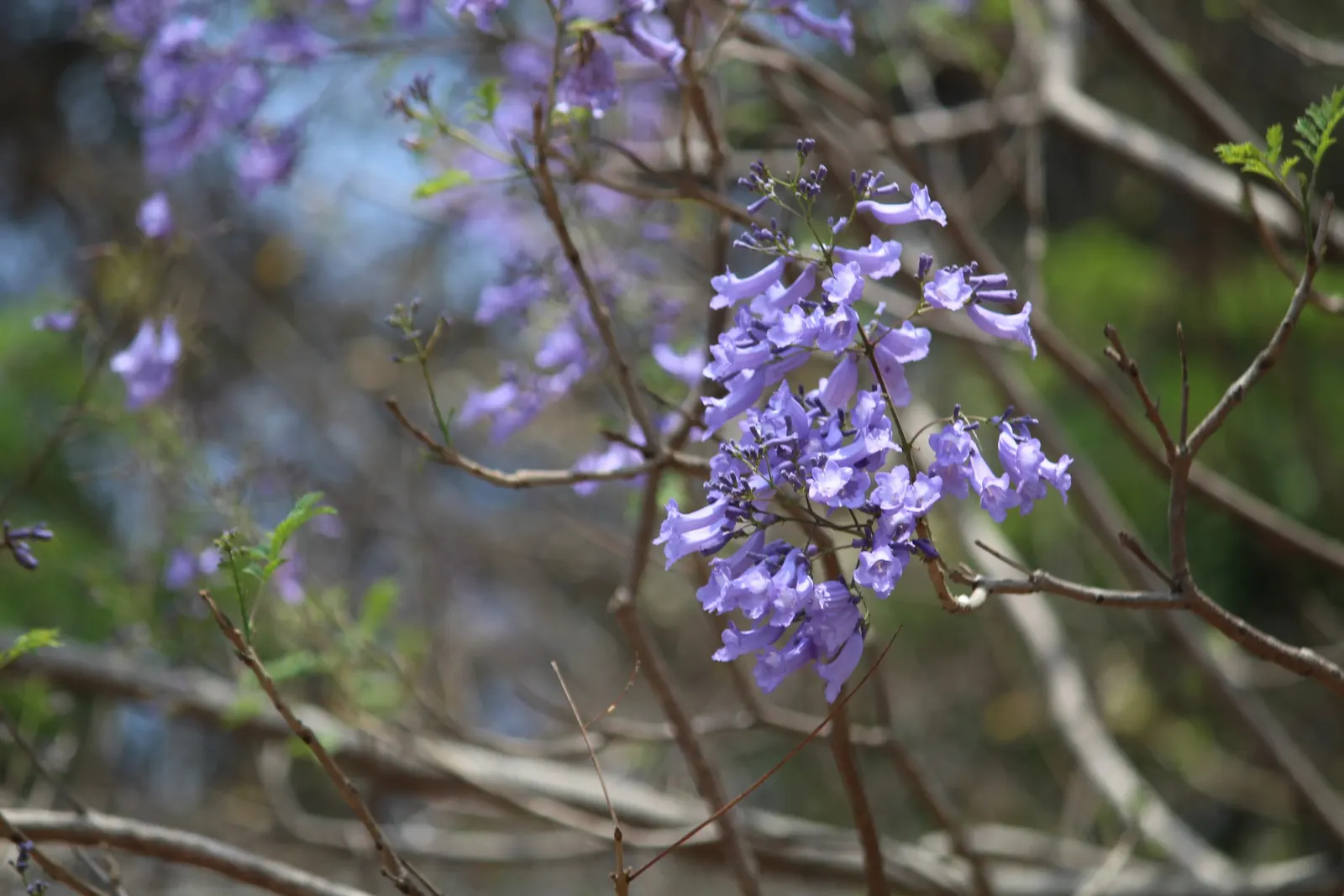 Jacaranda (Jacaranda Mimosifolia) — each about 1.5 inches long; tree with blue blooms