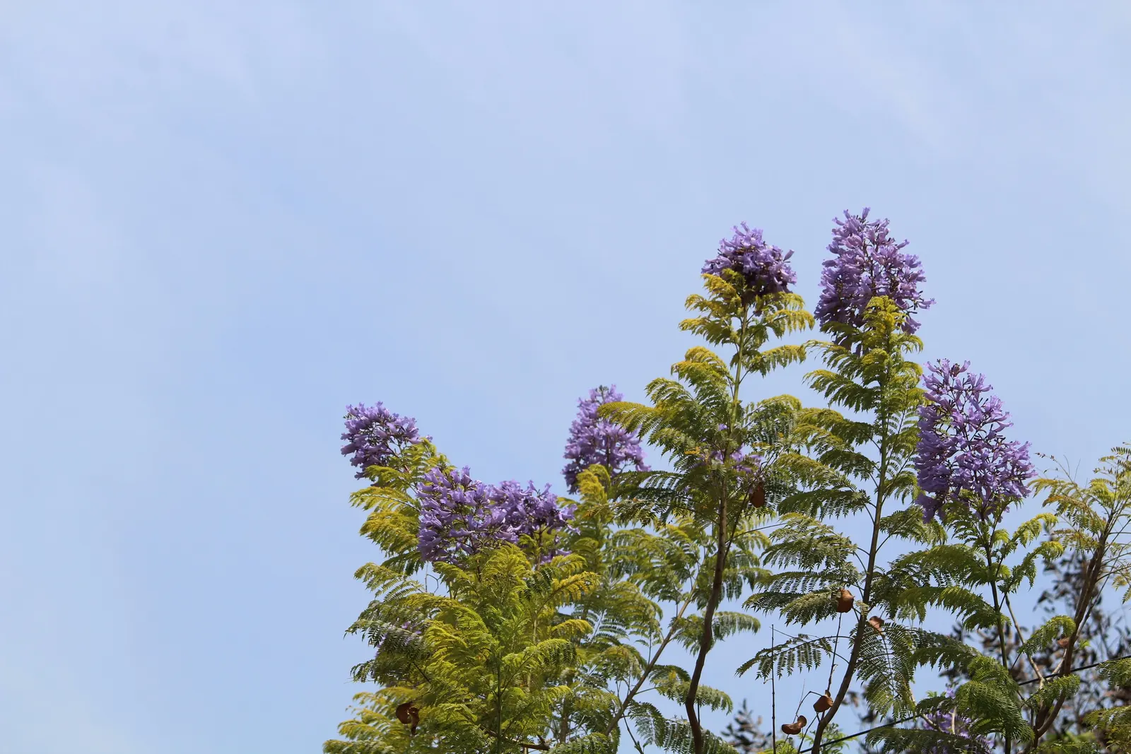 Jacaranda (Jacaranda Mimosifolia) — tree for full; and streetscapes looking to add a tropical or subtropical touch, image 125