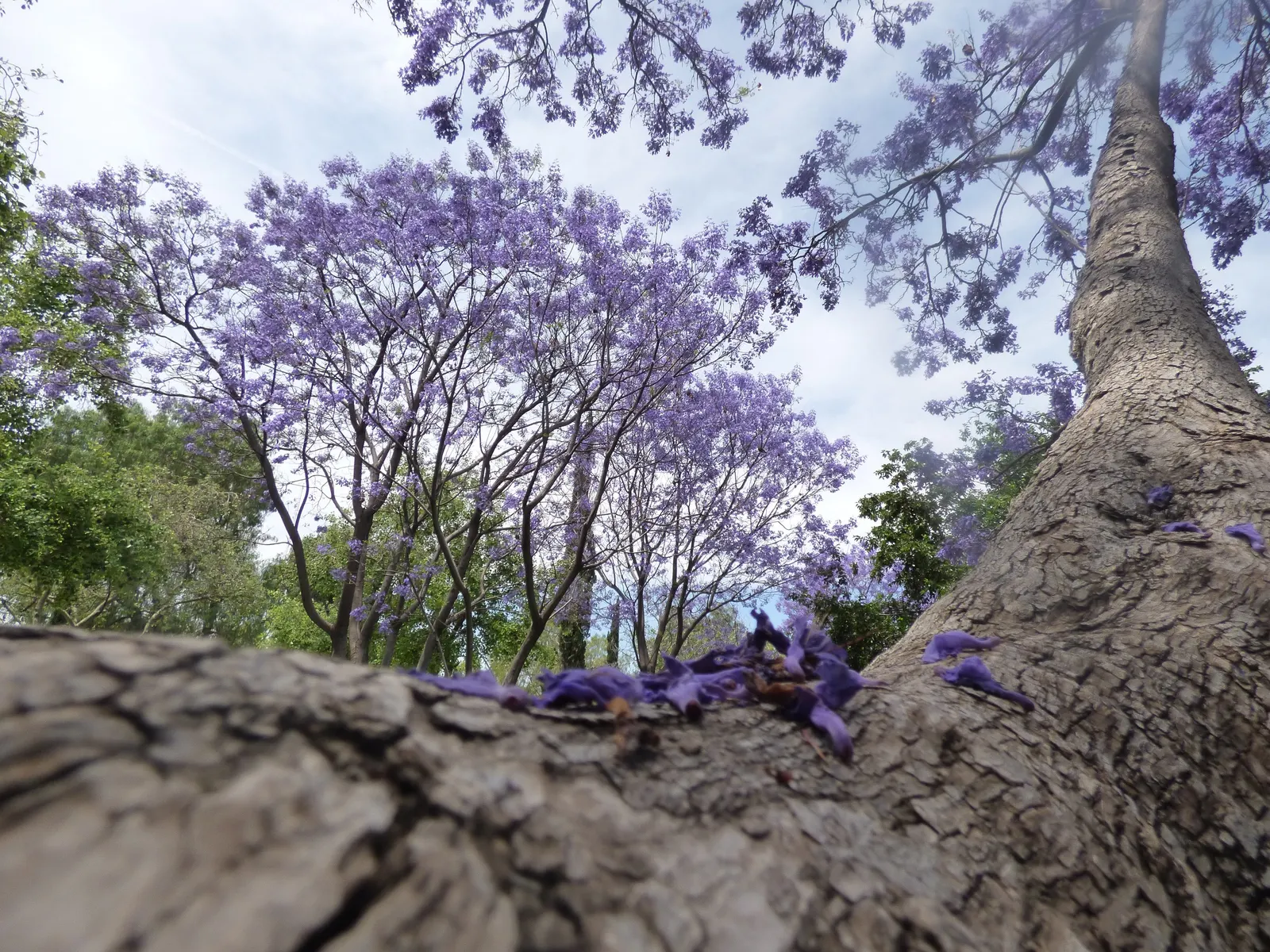 Jacaranda (Jacaranda Mimosifolia) — Prefers well-drained soil and is drought-tolerant once established; tree for full, image 104